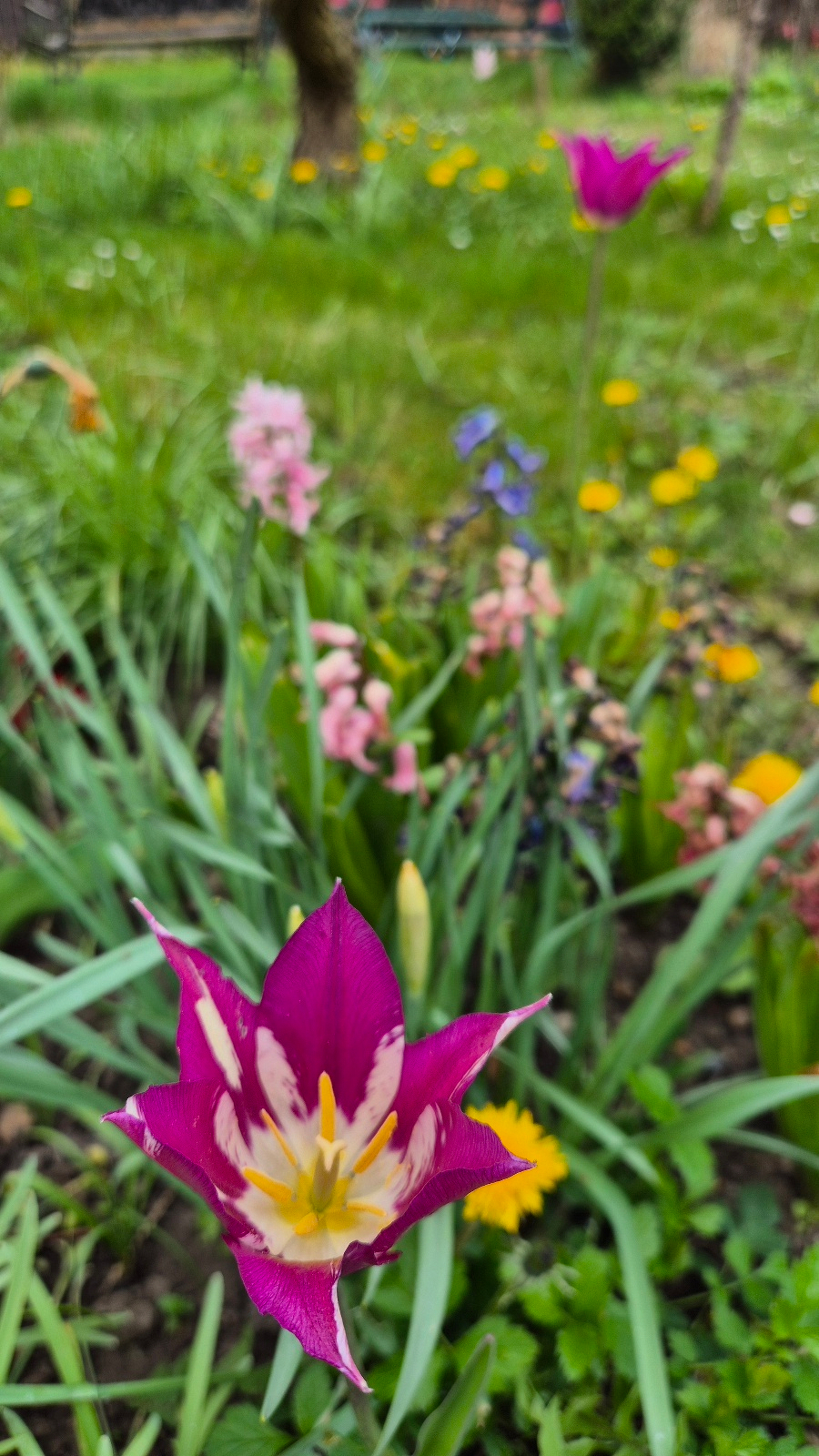 In einem Garten blüht eine violette Tulpe im Vordergrund, umgeben von verschiedenen anderen Blumen und grünem Gras.